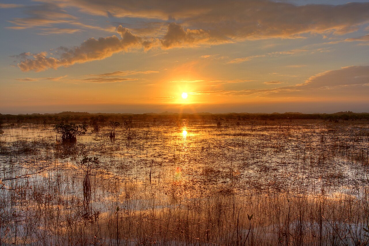 The sawgrass marsh of the Everglades