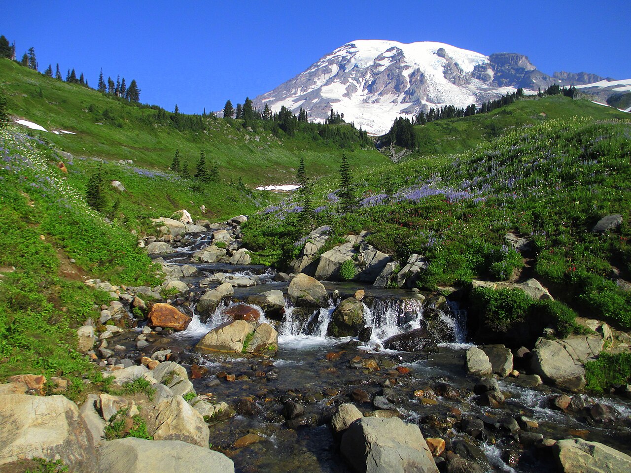 Mount Rainier above wildflower meadows