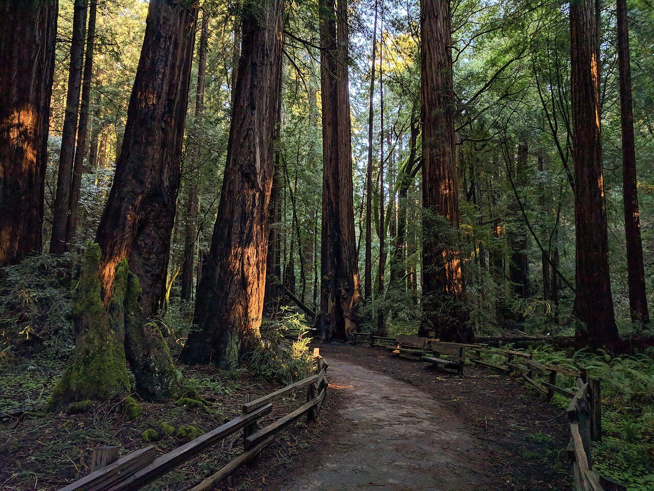 Towering redwoods in Muir Woods