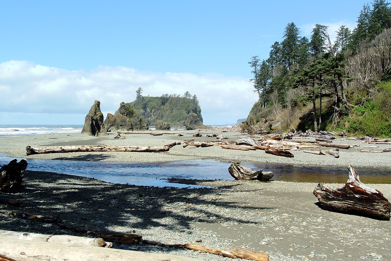 The temperate rainforest of Olympic National Park